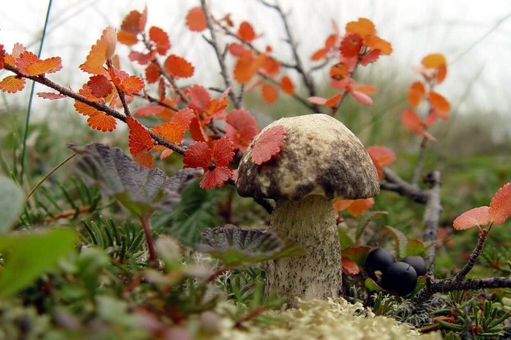 Тундра и карликовая берёзка с карликовыми листочками 