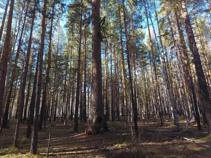Фото: ООПТ Челябинской области