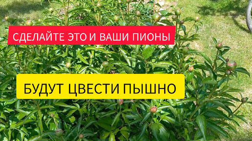 Сделайте это и ваши пионы будут пышно цвести.