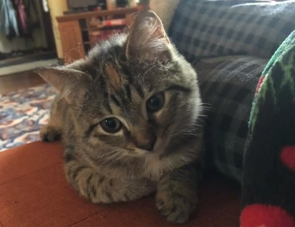 Этот красавец некогда был оставлен людьми на улице