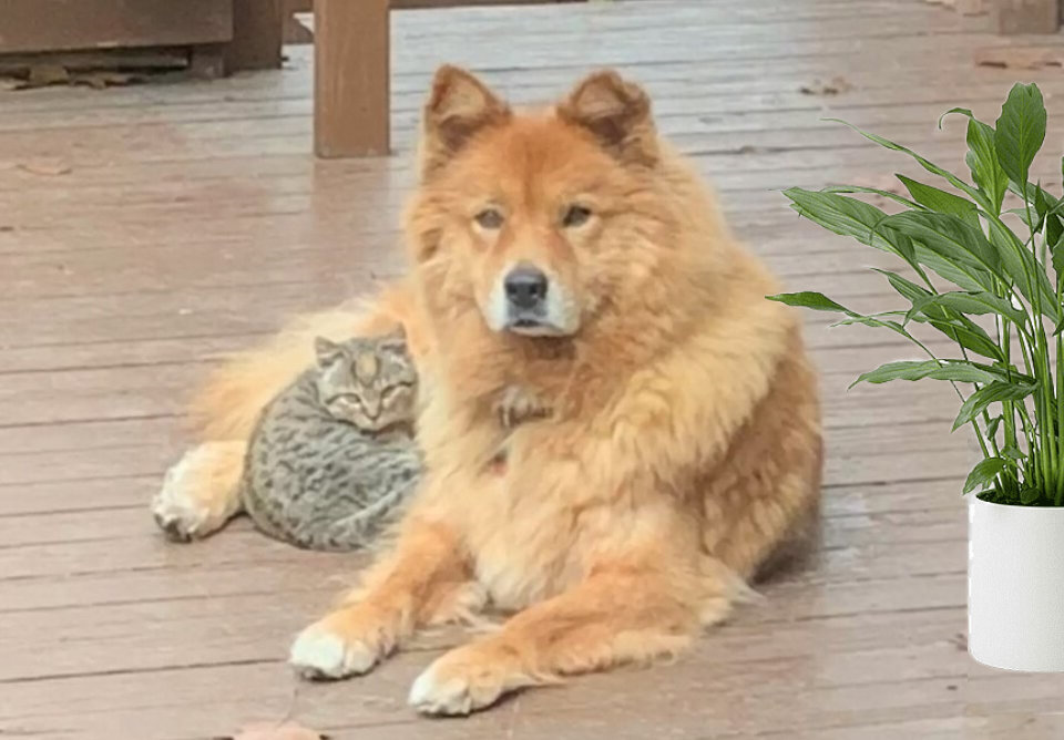 Он долго не верил никому, кроме Бейли