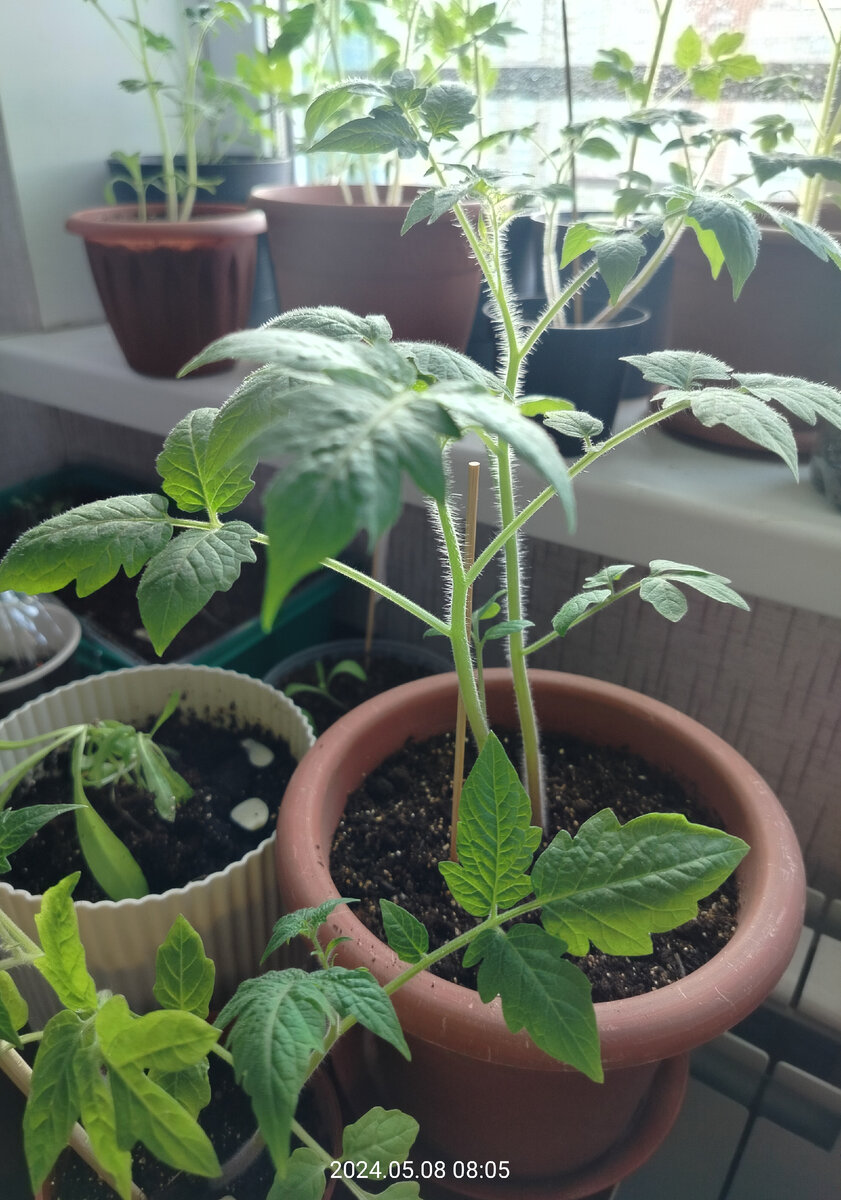 "Челнок"   радует глаз.