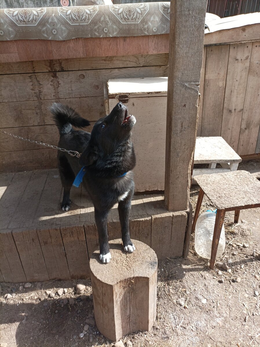 Старается показать, что замечательная охранница)