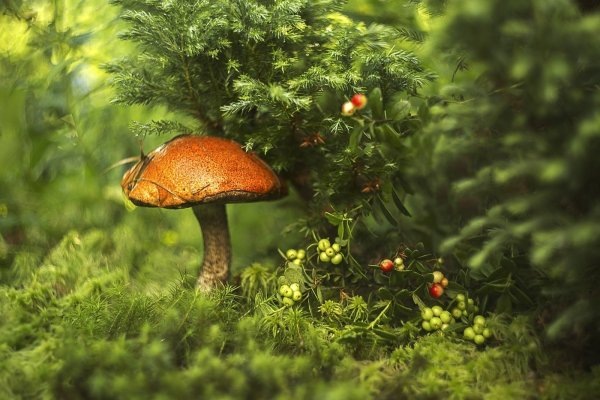 Картинка найдена на просторах интернета, ссылка https://yandex.ru/images/search?from=tabbar&img_url=https%3A%2Fi%2F.pinimg.com%2Foriginals%2Fa8%2F34%2Fа3f%2Fa83р43f82251с2879b5e7bd53274cf0591a19.jpg&lr=47&pos=15&rpt=simage&text=%D1%86%D0%B2%D0%B5%D1%82%D1%8B%20%D0%BA%D1%80%D1%83%D0%BF%D0%BD%D0%BE%20%D1%84%D0%BE%D1%82%D0%BE 