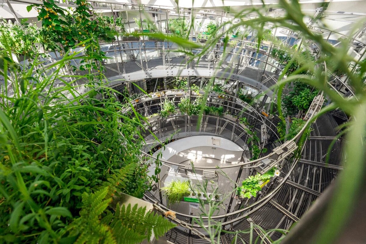 Оранжерея выполнена в виде спирали с тематическими зонами. Растения сменяют друг друга снизу вверх – от представителей северных регионов до южных и дальневосточных. Фото: Парк «Зарядье» / Яндекс Карты