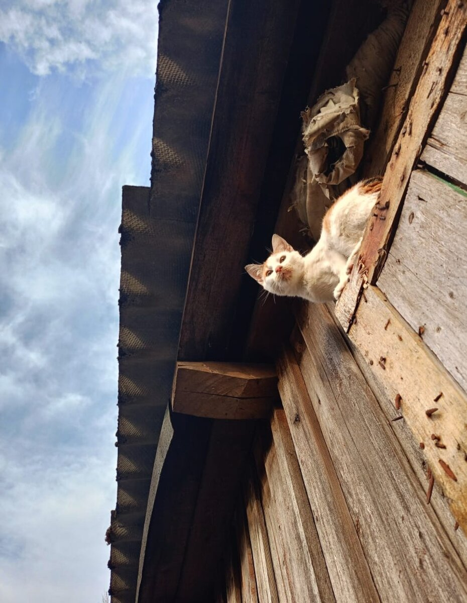 Дом есть, но никому не нужен котик в нем