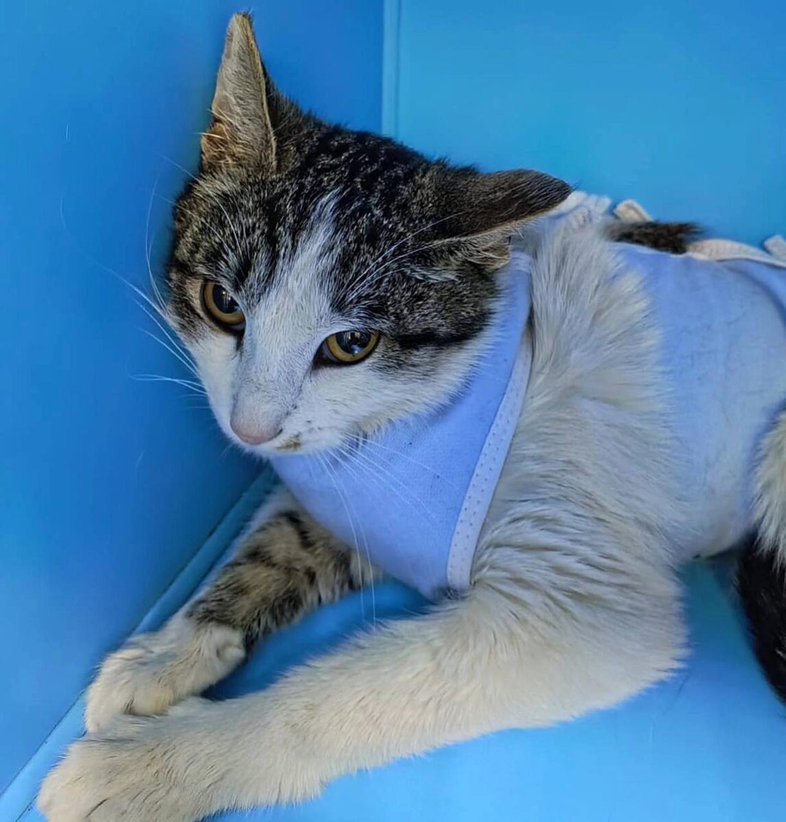 Элечка, умница, скромница, красавица