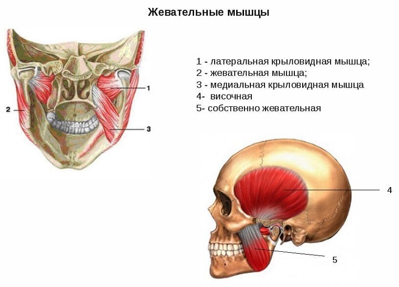 Жевательные мышцы