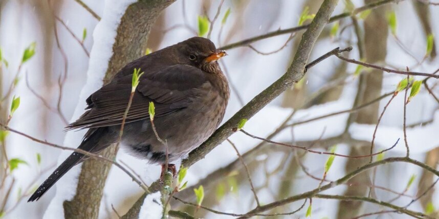    Алёна Бобрович.