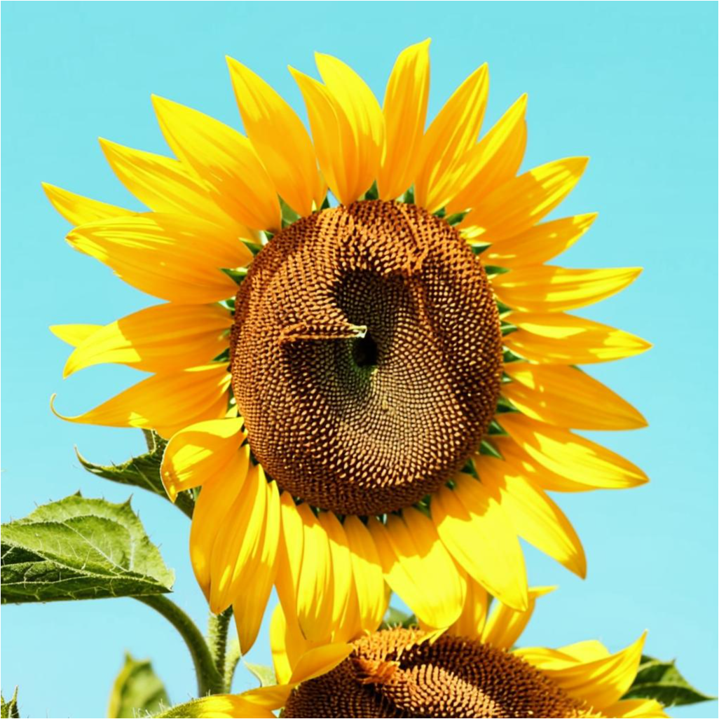 Красота цветка подсолнуха