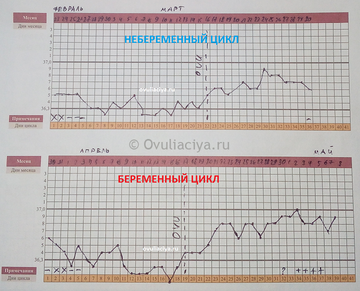 Какой график у беременных Что такое базальная температура при беременности и как её измерить? О детском зд