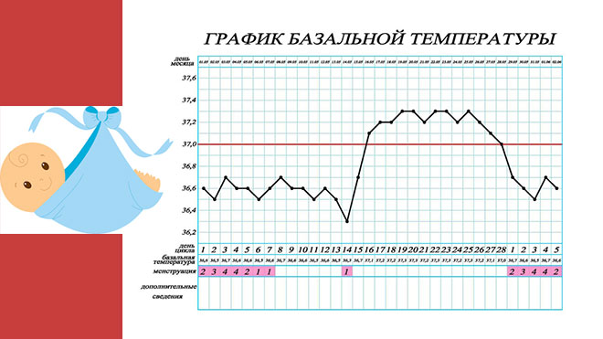 Какой график при беременности