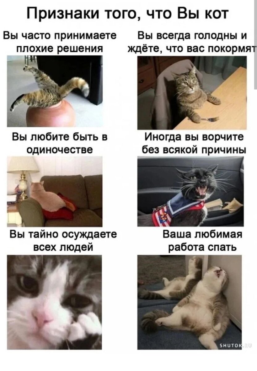 🐾Мы сами с усами | Я — Кот! | Дзен