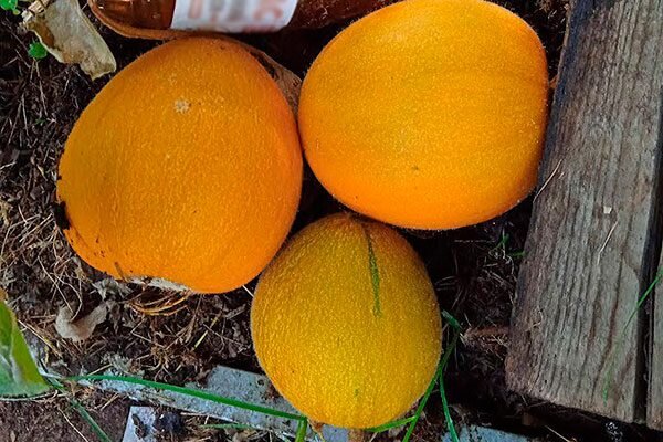 Дыня Птичье молоко: секреты успешного выращивания