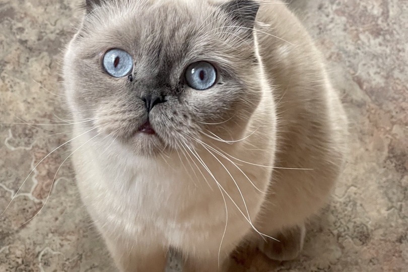 Зачем нужна красивая кошка, которую никто не видит 🤷🏻‍♀️