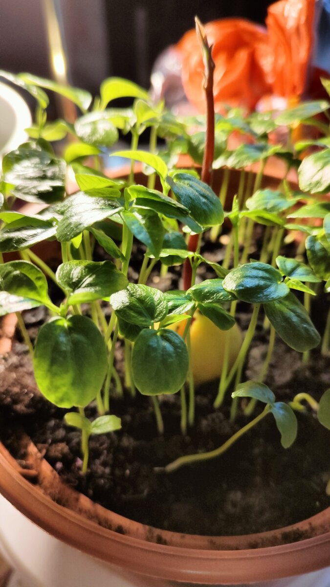 С нашей бабулей не соскучишься! Проросли виноградные косточки в цветочном горшке !