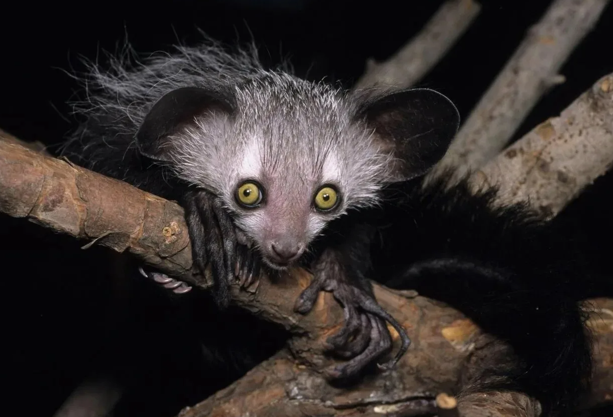 Ай-ай (Daubentonia madagascariensis), удивительный ночной лемур с острова Мадагаскар, известен своим уникальным способом добычи пищи. Его средний палец невероятно длинный и гибкий, служит ему инструментом для «выстукивания» древесины в поисках личинок. Ай-ай настукивает по коре до 8 раз в секунду, внимательно прислушиваясь к звукам изнутри дерева, чтобы обнаружить скрытых насекомых.