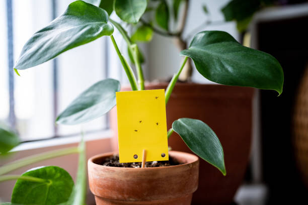 Вот такая липкая лента от насекомых для цветочных горшков