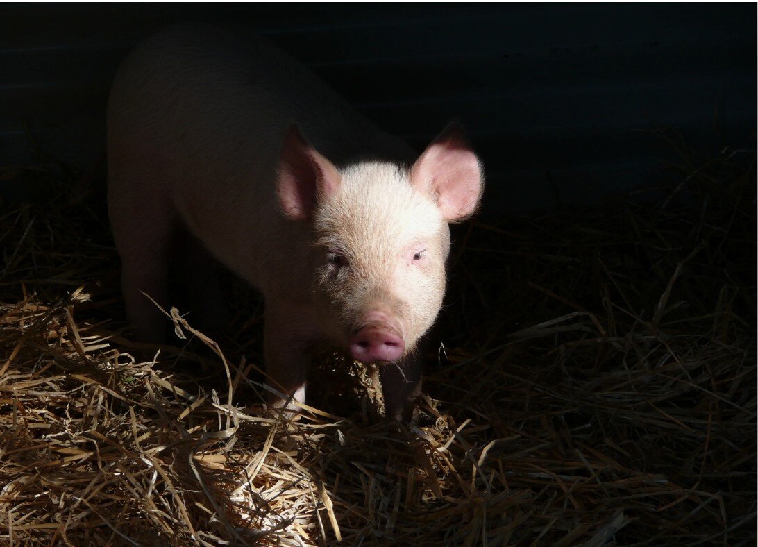 Житель Колдуновки смотрит на тебя оценивающе. 