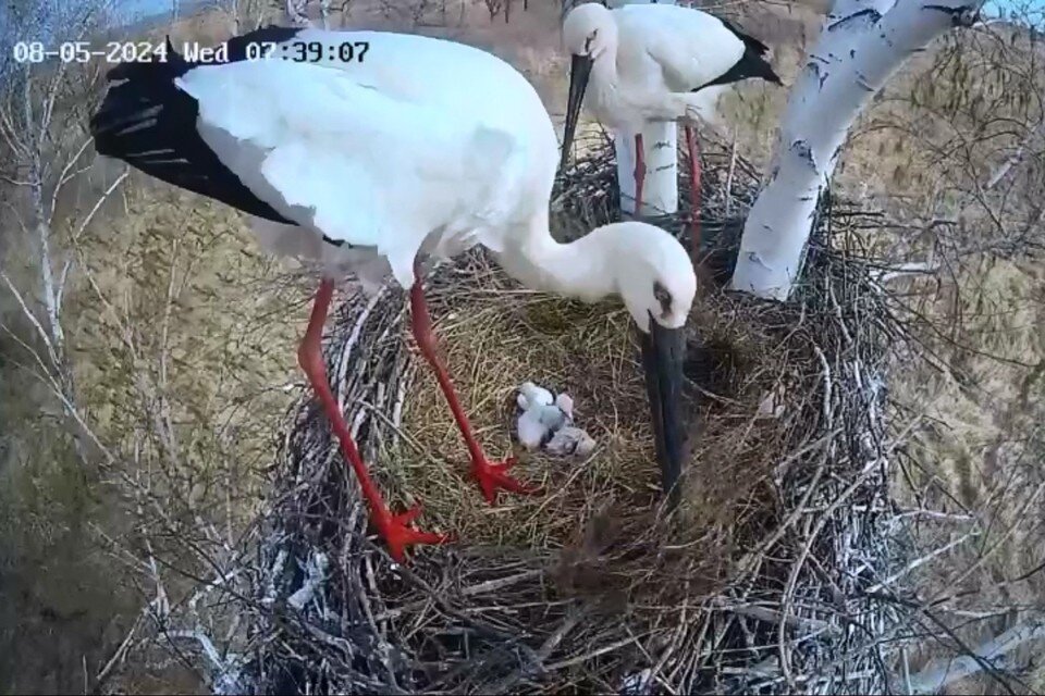    Через пару месяцев эти лежащие в гнезде маленькие комочки пуха станут размером с родителей. Фото: принтскрин с видео