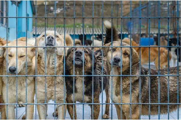 На портале «Госуслуги. Решаем вместе» был проведен опрос среди жителей Новосибирска. Подняли тему эвтаназии отловленных бездомных собак. ✏️ Всего в опросе приняли участие 8427 человек.