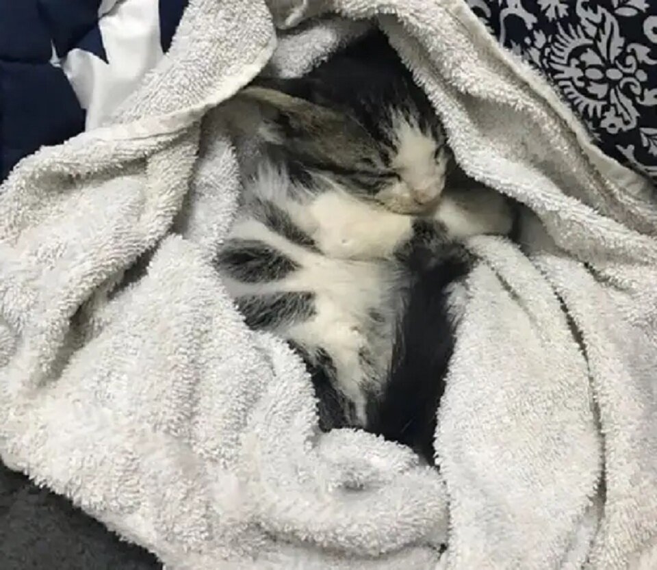 Котик спит в тепле и уюте