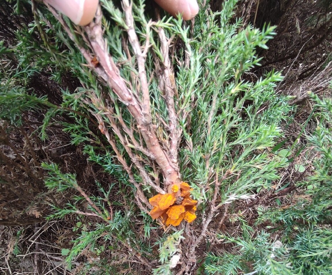 Ржавчинный гриб (Gymnosporangium) на можжевельнике