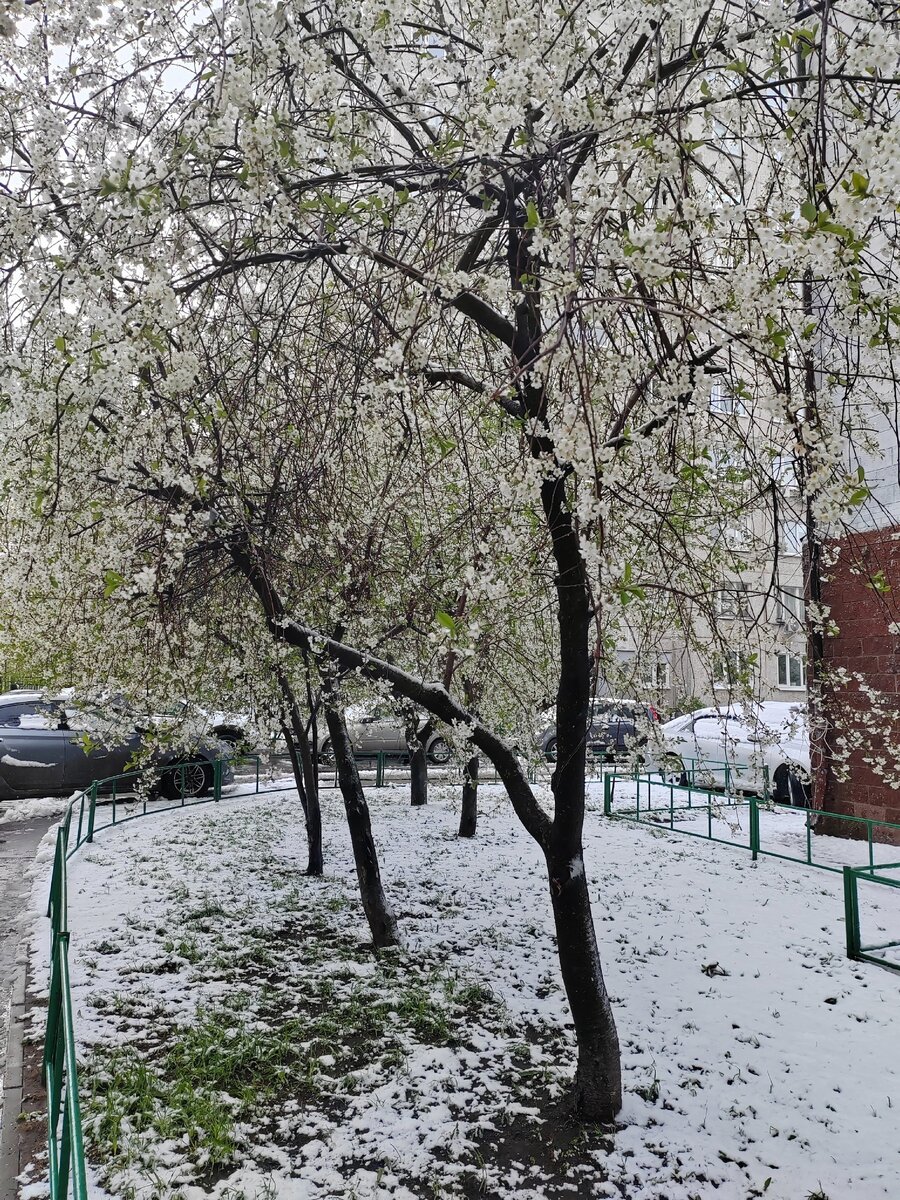 очень жалко вишни..чую не урожайный будет год