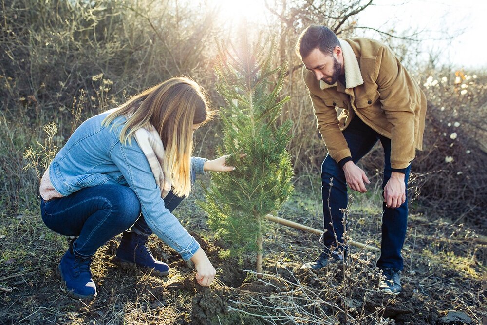    Выбрав саженец, сохраните ком земли, а при посадке добавьте в яму почвы, в которой он рос. Для хвойных это особенно важно. / TwentySeven / iStock