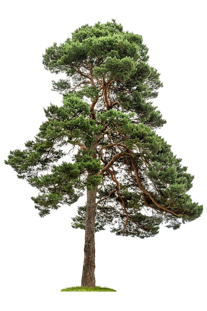     Фото: Zerbor / iStock