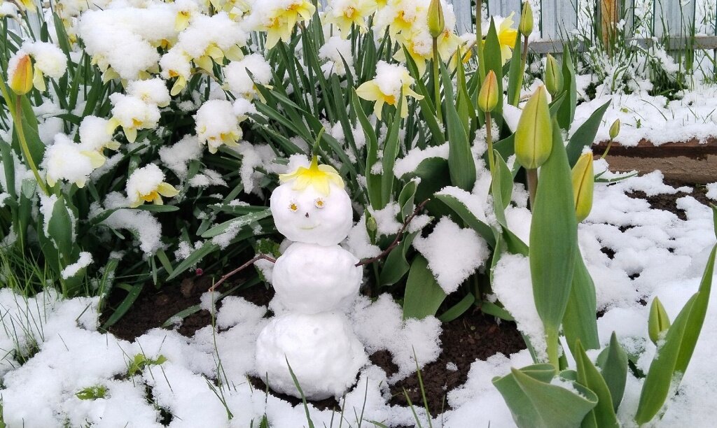 Снег в Тверской области в начале мая