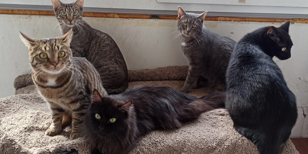 После трех лет домашней жизни кот оказался на «какой-то» передержке, из которой выбрался чудом живой