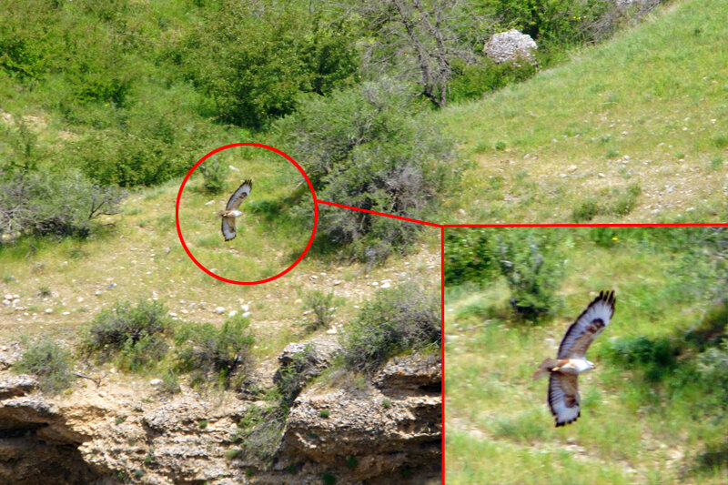 Курганник (Buteo rufinus). Родственник канюка, тоже новый для меня вид. Пока ещё слишком далеко, но позже мне удастся снять его немного поближе.