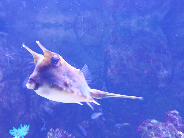 Ядовитая рыба-корова. В случае опасности, бактерии кишечника вырабатывают ядовитую слизь, которой покрывается все тело. Опасно прикасаться голыми руками. Но их все равно ловят и жарят. Прямо в панцире