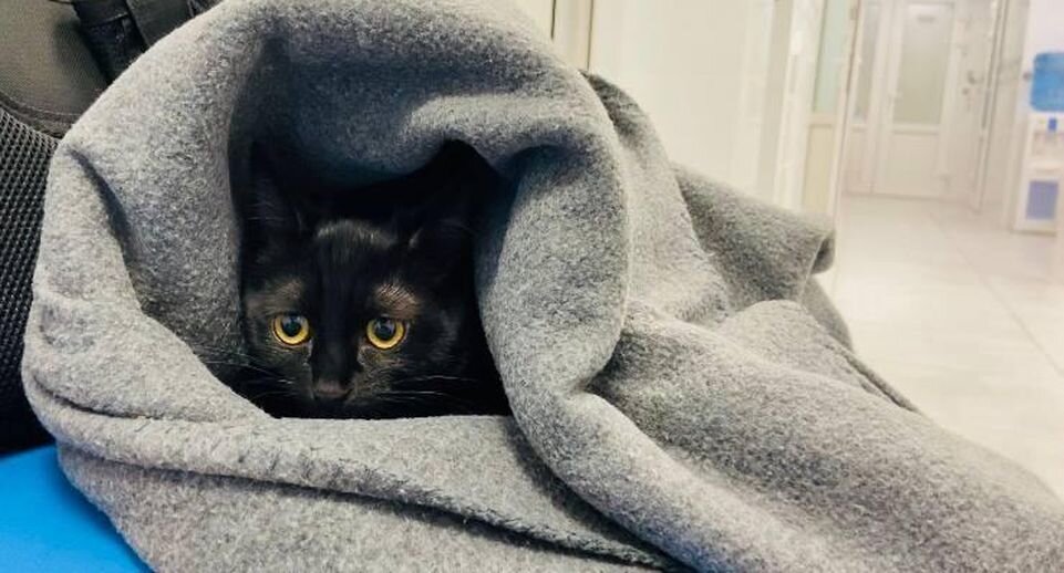    Пресс-служба Минсельхозпрода МО