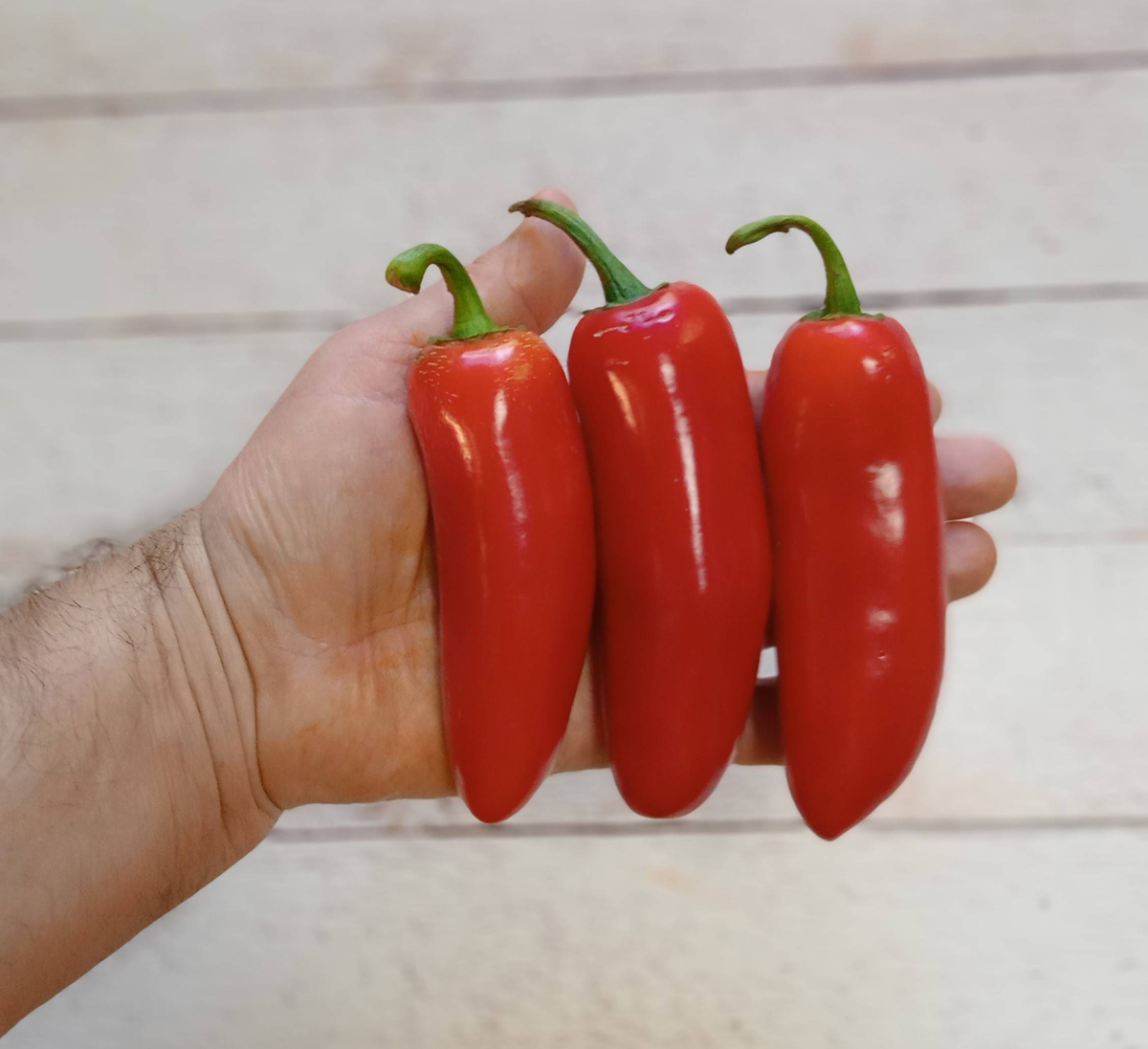 JALAPENO ZAPOTEC - острый сорт Халопеньо из коллекции Дядюшки Чили