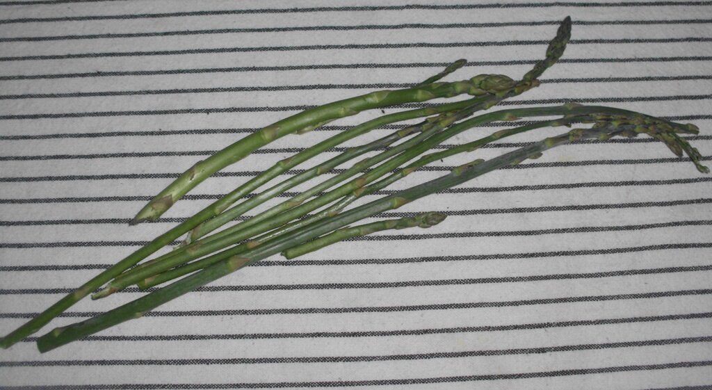 Побеги спаржи. Личное фото автора канала Житейская проза