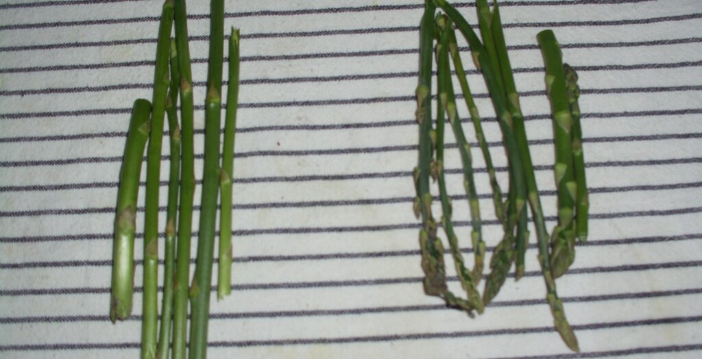Подготовка спаржи к приготовлению. Личное фото автора канала Житейская проза