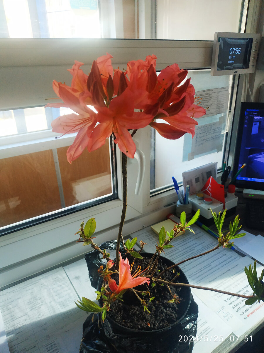 рододендрон японский