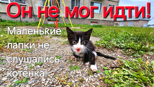 💔 Котёнок полз по детской площадке и просил помощи у прохожих 😭 дети нашли малышку и рассказали родителям. Спасение котёнка Сони.