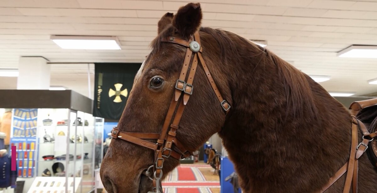 Чучело коня Клемента Ворошилова