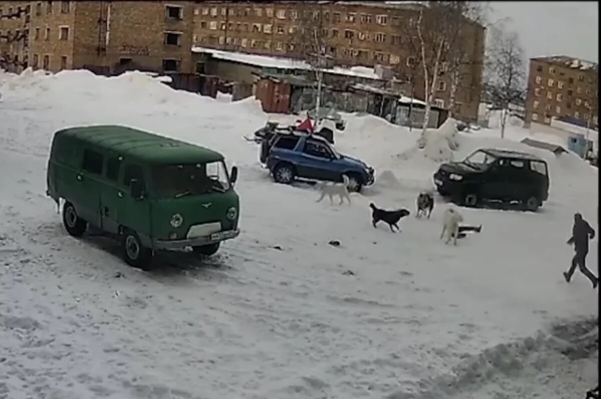 Девочку спас папа. Стая собак едва не загрызла ребенка в Красноярском крае  | АиФ–Красноярск | Дзен