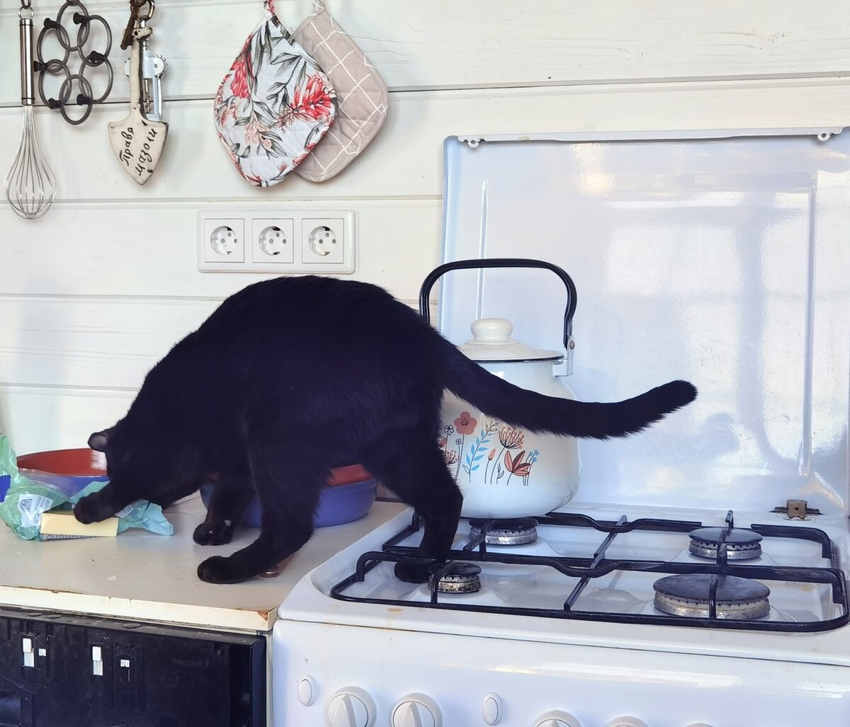 Василий тырит сыр. Ласточка моя обжористая