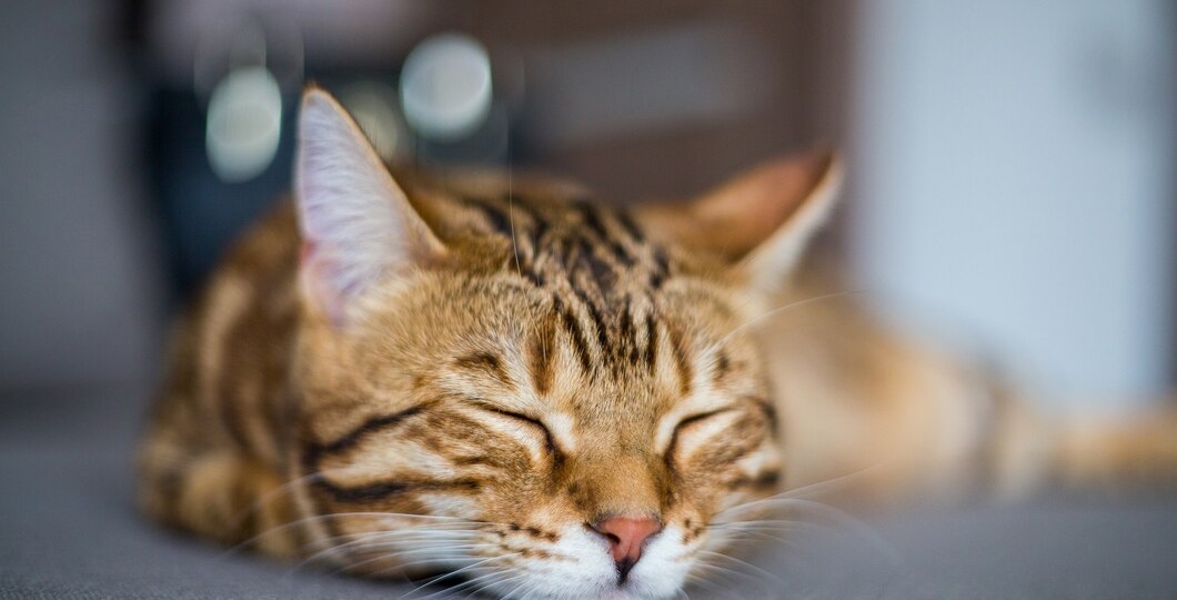 Чек-лист хозяина кошки: как вовремя распознать, что с кошкой что-то не так?