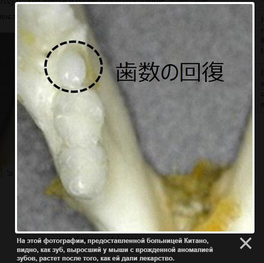 Фото: скриншот с сайта mainichi.jp