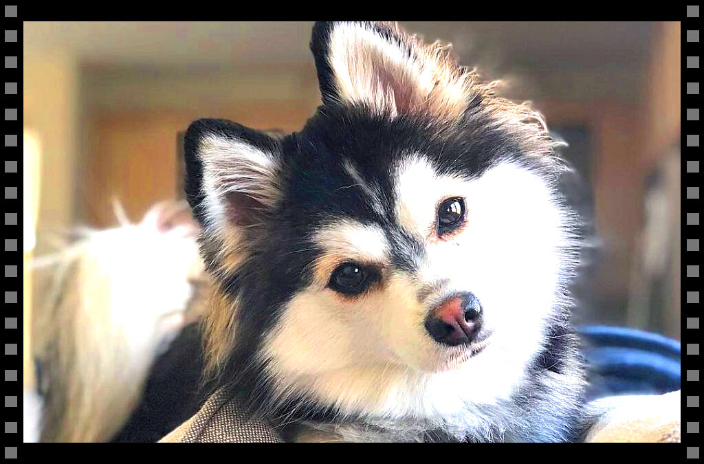 Взгляд помски может растопить самое ледяное сердце и пробудить самые нежные чувства