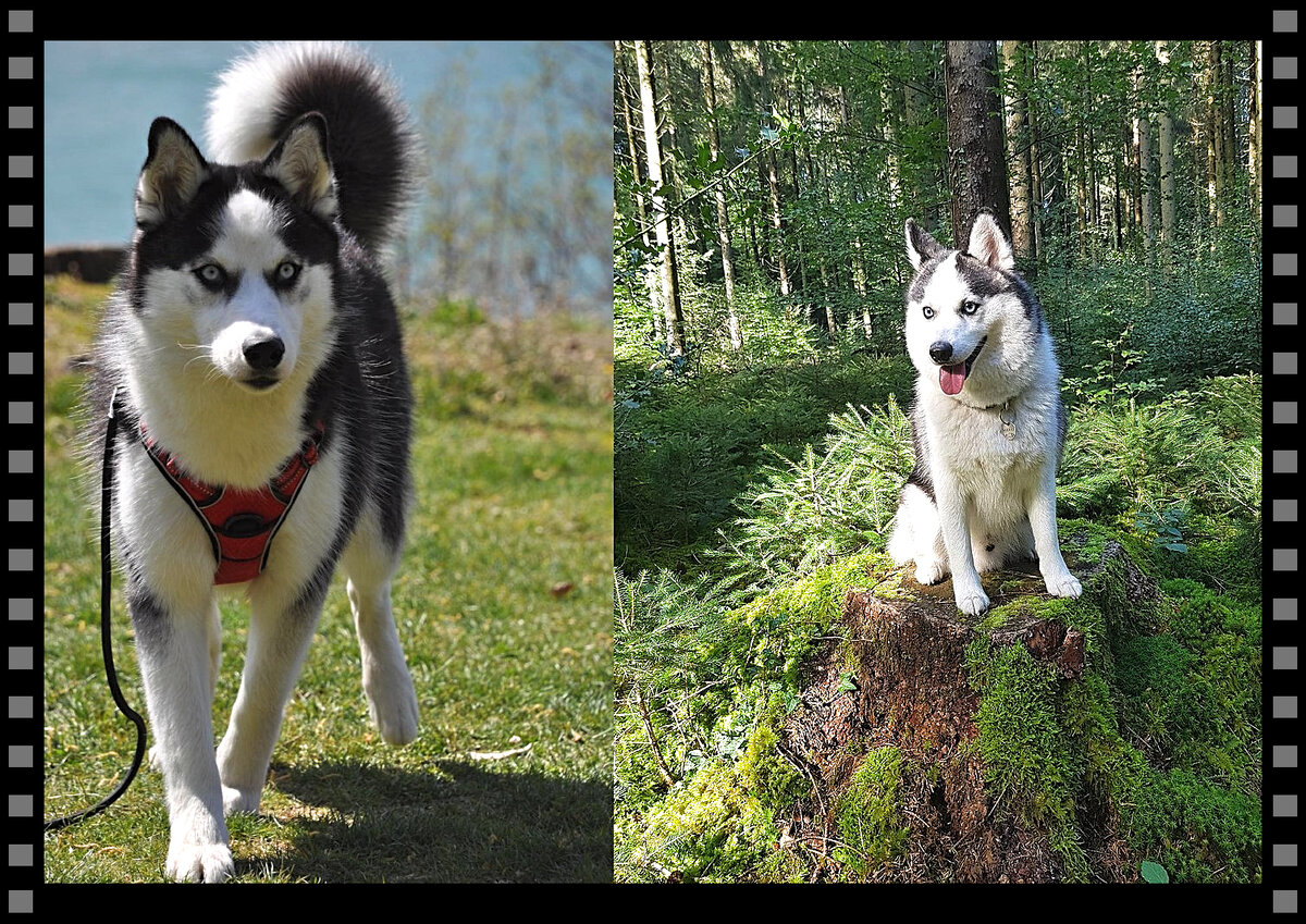 Каждый день с помски - это новое приключение, полное смеха, ласки и радости