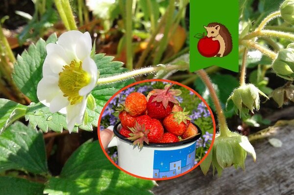Любимая подкормка для клубники во время цветения: простой рецепт, результат – что надо: ягод много, они крупные, сочные и сладкие!