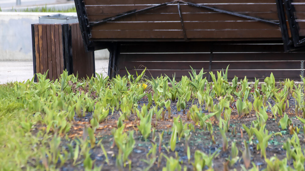 2. Крокусы среди ботвы тюльпаньей... © NickFW.ru — 19.04.2024г.. © NickFW.ru — 19.04.2024г.