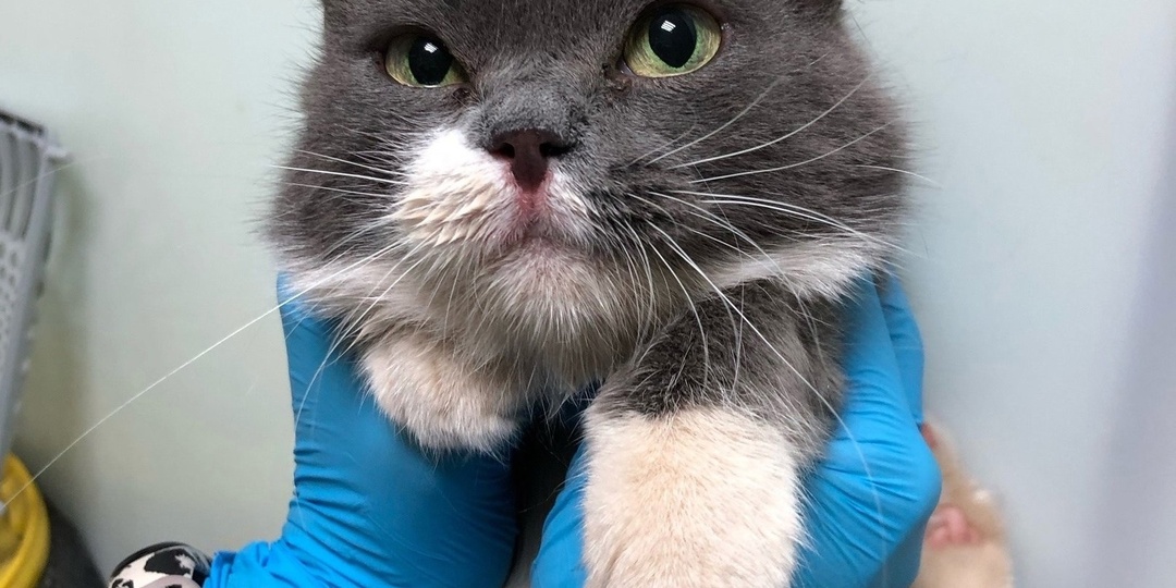 Кошечка, пережившая зиму на улице...